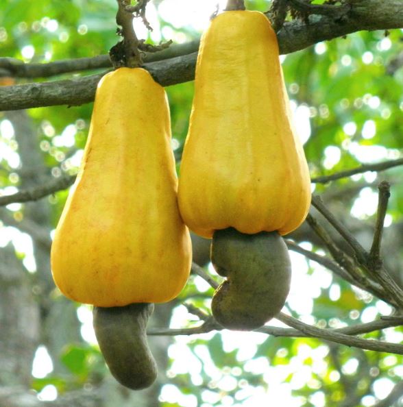 Cashew Fruit